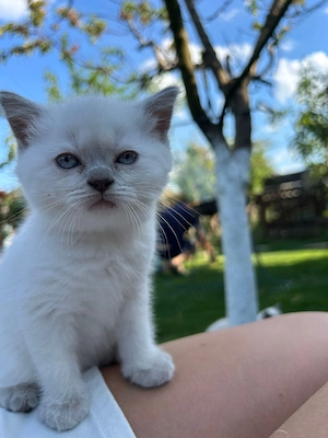 Pui British Shorthair  - imagine 4
