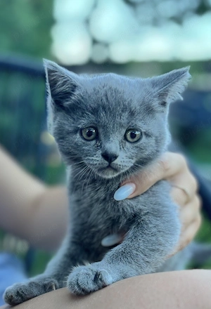 Pui British Shorthair  - imagine 3