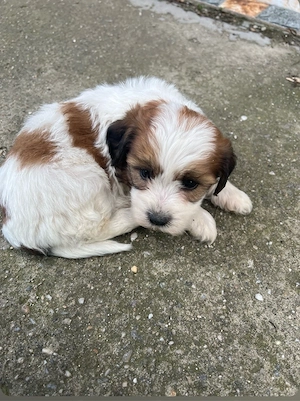Jack Russel Terrier de vanzare urgent  - imagine 3