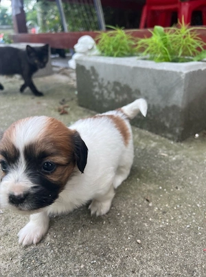 Jack Russel Terrier de vanzare urgent 