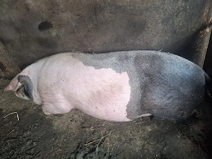 scroafa de vanzare 