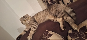 Pui scottish fold, british - imagine 3