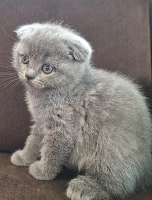 Pui scottish fold, british - imagine 5