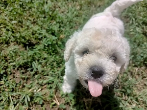 Bichon Maltez