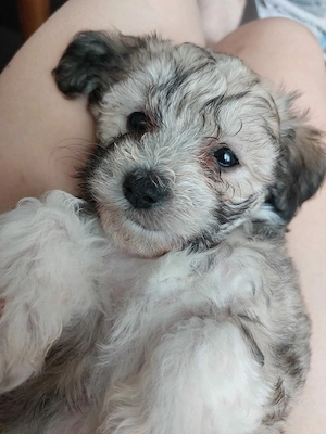Bichon maltez 