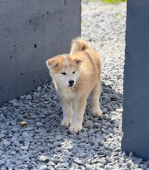 Pui Akita Inu părinți cu Pedigree, rasă pură!