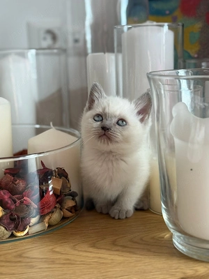 Ragdoll cu ochișori albaștri  - imagine 3