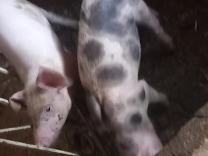 De vânzare 7  purcei de 8 săptămâni landras cu petran