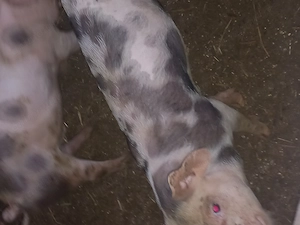 De vânzare 7  purcei de 8 săptămâni landras cu petran - imagine 2