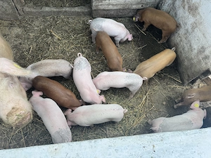 Porci de 5 săptămâni 