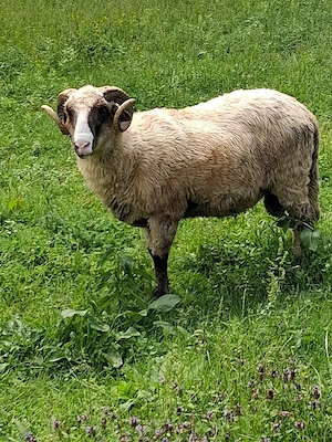 Mior  frumos  - imagine 4