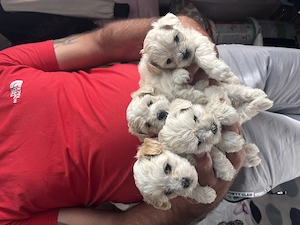 Câine bichon maltez 