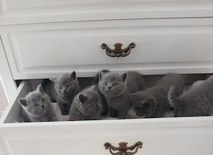 Pisici british shorthair blue - imagine 3
