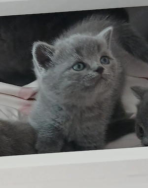 Pisici british shorthair blue - imagine 2