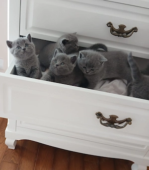 Pisici british shorthair blue - imagine 5