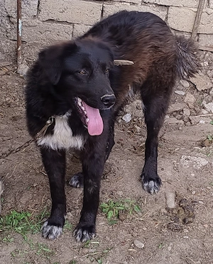 Pui Caine Ciobanesc Corb 6 luni