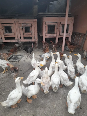 Animale din gospodărie de vânzare 