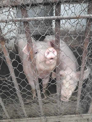 Animale din gospodărie de vânzare  - imagine 2