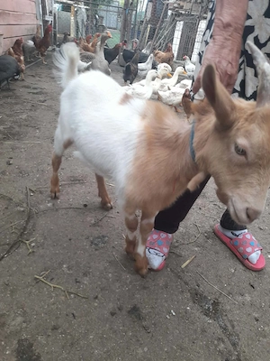Animale din gospodărie de vânzare  - imagine 5