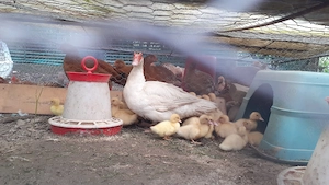 Boboci de rață mută albi