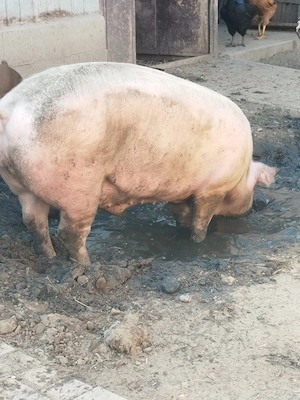 Porc marele alb - imagine 3