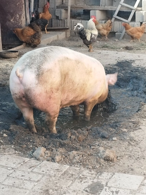 Porc marele alb - imagine 4