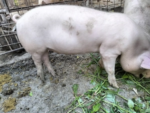Pucele 10 săptămâni 