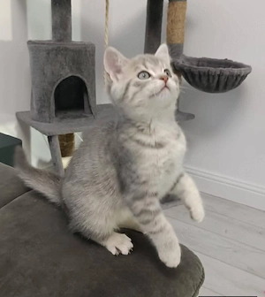 Silver Tabby  - imagine 2