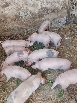 Purcei și belșug la pachet! - imagine 3