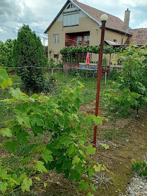 vand casa in Coplean