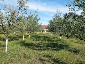 Vand casa de vacanta loc Hălmăgel  - imagine 5