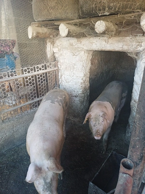 vand porci