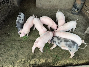 purcei de vânzare 