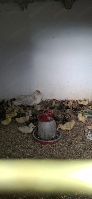 Rațe leșești mute de vânzare
