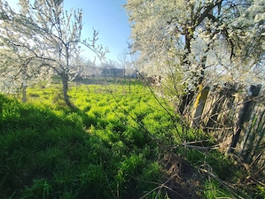 Vând teren+casă bătrânească+construcție nefinalizată Radovanu sat Valea popii Jud. Calarasi - imagine 7