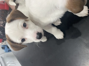 Puiuți de Jack Russell Terrier - imagine 2