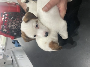 Puiuți de Jack Russell Terrier - imagine 3