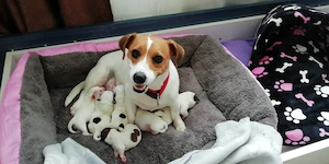 Puiuți de Jack Russell Terrier - imagine 5
