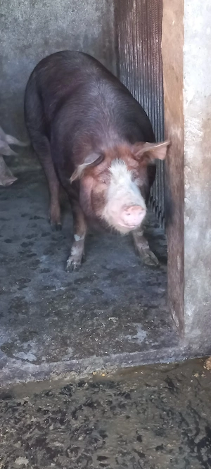 Vând porc aprox 160kg