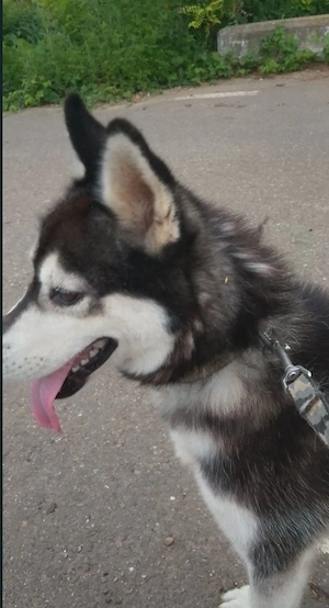 Donez câine husky  - imagine 2