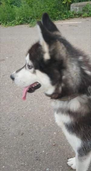 Donez câine husky  - imagine 4