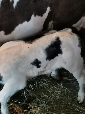 Vând vaca cu vițel albastru belgian - imagine 2