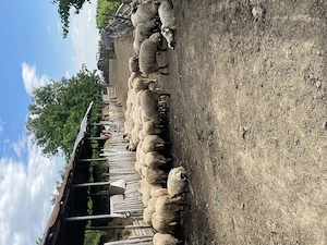 Vând oi și capre !!