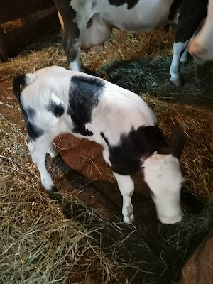 Vând vaca cu vițel albastru belgian - imagine 3