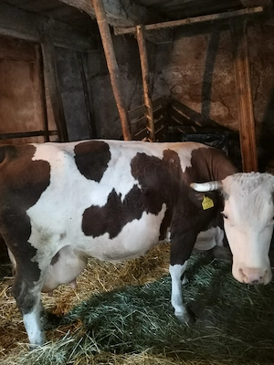 Vând vaca cu vițel albastru belgian