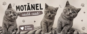 Motan British Shorthair 