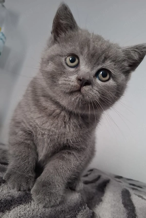 Motan British Shorthair  - imagine 3