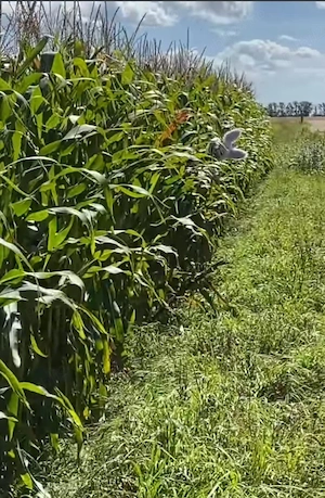 teren agricol 