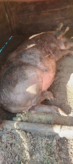 Vând porc castrat duroc 100 kg 17 lei în viu   jud Iași Holboca crescut în curte natural 