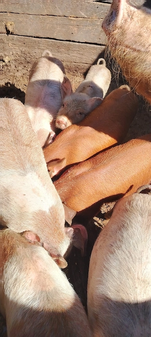 Vând purcei duroc 8 săptămâni 500 lei bucata   Iași Holboca crescut în curte natural 